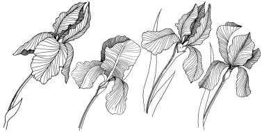 Irise çiçek izole bir vektör tarzı. Bitki tam adı: iris. Arka plan, doku, sarıcı desen, çerçeve veya kenarlık için vektör çiçek.