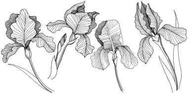 Irise çiçek izole bir vektör tarzı. Bitki tam adı: iris. Arka plan, doku, sarıcı desen, çerçeve veya kenarlık için vektör çiçek.