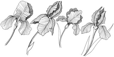 Irise çiçek izole bir vektör tarzı. Bitki tam adı: iris. Arka plan, doku, sarıcı desen, çerçeve veya kenarlık için vektör çiçek.