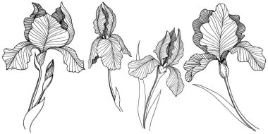 Irise çiçek izole bir vektör tarzı. Bitki tam adı: iris. Arka plan, doku, sarıcı desen, çerçeve veya kenarlık için vektör çiçek.