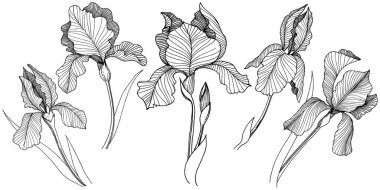 Irise çiçek izole bir vektör tarzı. Bitki tam adı: iris. Arka plan, doku, sarıcı desen, çerçeve veya kenarlık için vektör çiçek.