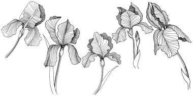 Irise çiçek izole bir vektör tarzı. Bitki tam adı: iris. Arka plan, doku, sarıcı desen, çerçeve veya kenarlık için vektör çiçek.