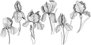 Irise çiçek izole bir vektör tarzı. Bitki tam adı: iris. Arka plan, doku, sarıcı desen, çerçeve veya kenarlık için vektör çiçek.