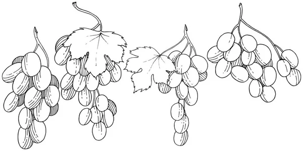 分離ベクトル スタイルでブドウの健康食品 果物の完全な名前 ブドウ ベクトルの背景 テクスチャ ラッパー パターンまたはメニューの野生の果実 — ストックベクタ