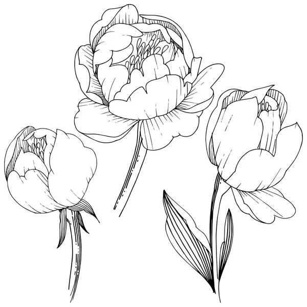 Pivoine Fleurs Sauvages Dans Style Vectoriel Isolé Nom Complet Plante — Image vectorielle