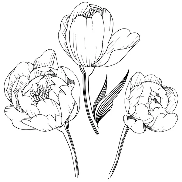 Pivoine Fleurs Sauvages Dans Style Vectoriel Isolé Nom Complet Plante — Image vectorielle