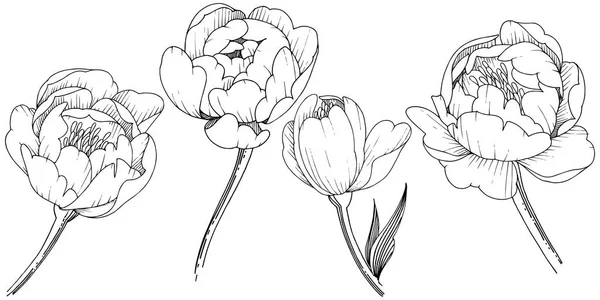 Pivoine Fleurs Sauvages Dans Style Vectoriel Isolé Nom Complet Plante — Image vectorielle