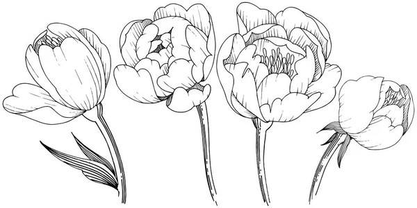 Wildflower Pioen Een Vector Stijl Geïsoleerd Volledige Naam Van Plant — Stockvector