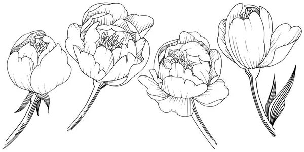 Pivoine Fleurs Sauvages Dans Style Vectoriel Isolé Nom Complet Plante — Image vectorielle