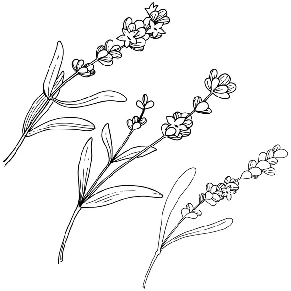Blütenlavendel Vektorstil Isoliert Voller Name Der Pflanze Lavendel Vektorblume Für — Stockvektor