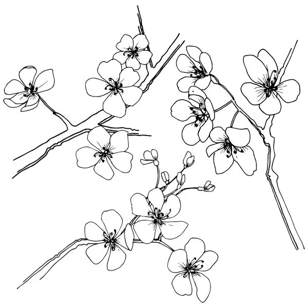 Sakura Ένα Στυλ Διάνυσμα Απομονωμένη Πλήρης Ονομασία Του Φυτού Sakura — Διανυσματικό Αρχείο