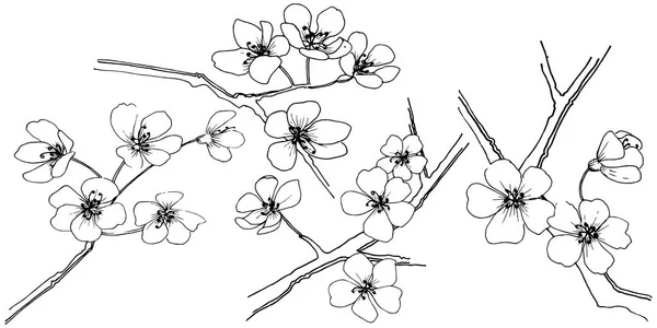 分離されたベクター スタイルのさくら 植物の完全な名前 さくら テクスチャ ラッパー パターン 枠や図面枠のベクターの花 — ストックベクタ