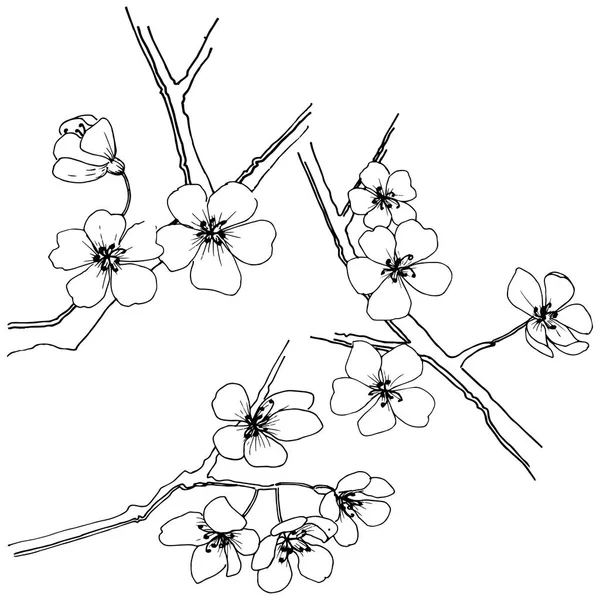 Sakura Estilo Vectorial Aislado Nombre Completo Planta Sakura Flor Vectorial — Archivo Imágenes Vectoriales