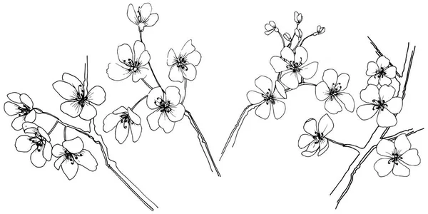 分離されたベクター スタイルのさくら 植物の完全な名前 さくら テクスチャ ラッパー パターン 枠や図面枠のベクターの花 — ストックベクタ