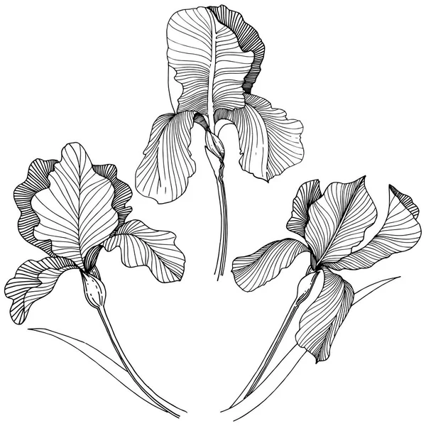 Irise çiçek izole bir vektör tarzı. Bitki tam adı: iris. Arka plan, doku, sarıcı desen, çerçeve veya kenarlık için vektör çiçek.