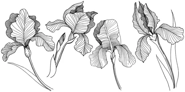 Irise 分離ベクトル スタイルの花 植物の完全な名前 アイリス テクスチャ ラッパー パターン 枠や図面枠のベクターの花 — ストックベクタ