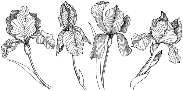 Irise 花在矢量样式分离 植物全名 包装图案 框架或边框的矢量花 — 图库矢量图片