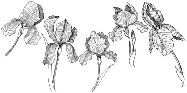 스타일에서 Irise 꽃입니다 식물의 프레임 테두리에 — 스톡 벡터