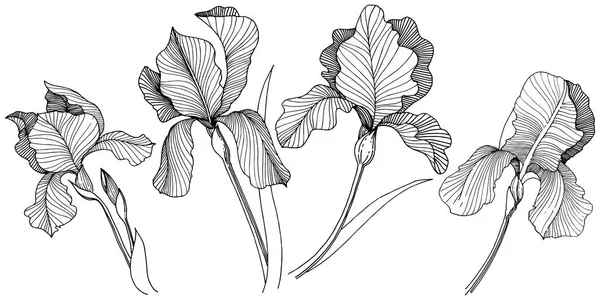 Irise Flor Estilo Vectorial Aislado Nombre Completo Planta Iris Flor — Vector de stock