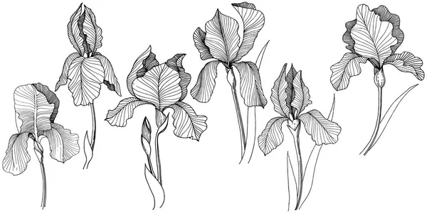 Irise Flor Estilo Vectorial Aislado Nombre Completo Planta Iris Flor — Archivo Imágenes Vectoriales