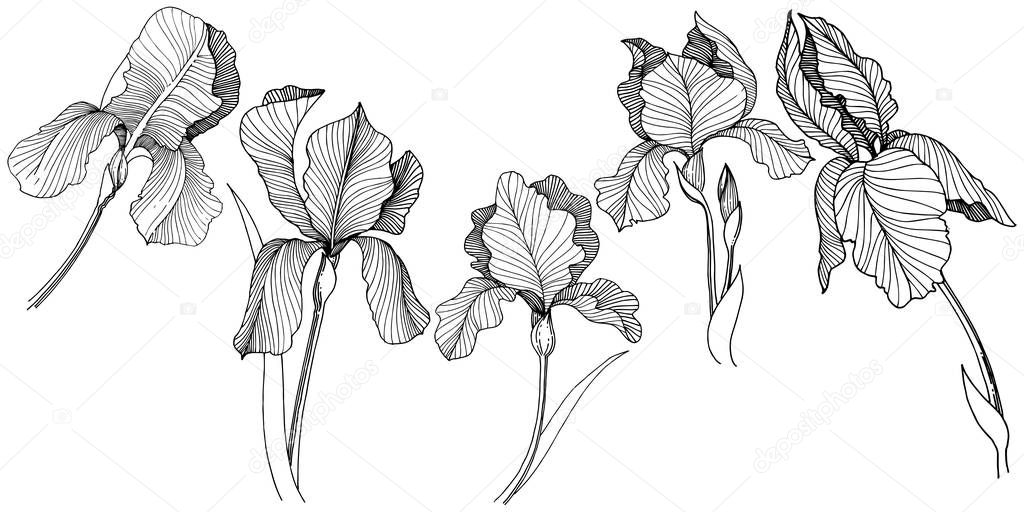 Irise flower in a vector style isolated. Full name of the plant: irises. Vector flower for background, texture, wrapper pattern, frame or border.