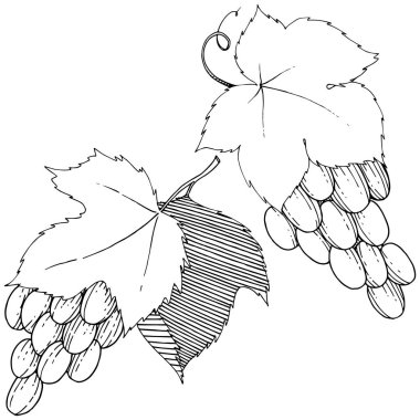  üzüm sağlıklı gıda izole bir suluboya tarzında. Meyve tam adı: üzüm. arka plan, doku, sarıcı desen veya menü yabani meyve.