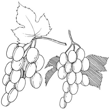  üzüm sağlıklı gıda izole bir suluboya tarzında. Meyve tam adı: üzüm. arka plan, doku, sarıcı desen veya menü yabani meyve.