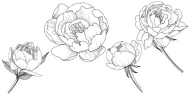 Şakayık Çiçeği izole bir tarzda. Bitki tam adı: şakayık. arka plan, doku, sarıcı desen, çerçeve veya kenarlık için çiçek.