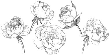 Şakayık Çiçeği izole bir tarzda. Bitki tam adı: şakayık. arka plan, doku, sarıcı desen, çerçeve veya kenarlık için çiçek.