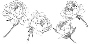 Şakayık Çiçeği izole bir tarzda. Bitki tam adı: şakayık. arka plan, doku, sarıcı desen, çerçeve veya kenarlık için çiçek.