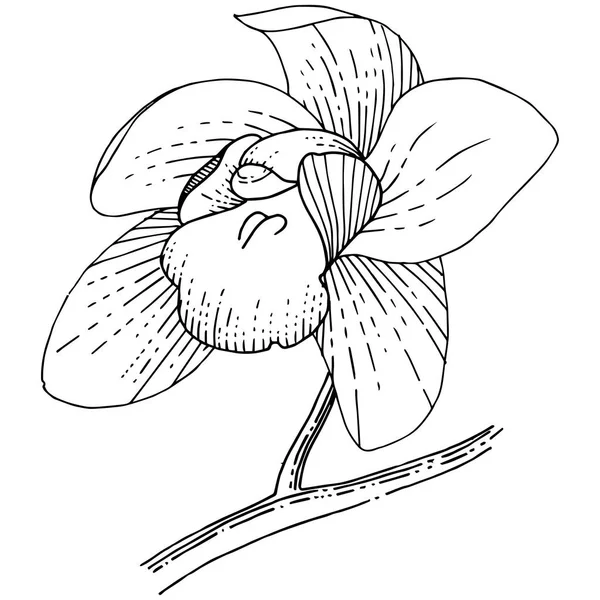 Orchideebloem Een Stijl Die Geïsoleerd Volledige Naam Van Plant Orchidee — Stockfoto