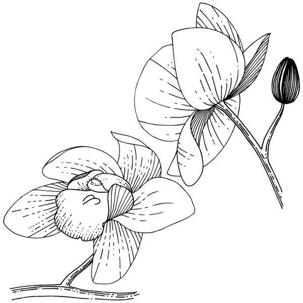 Fiore Del Orchid Uno Stile Isolato Nome Completo Della Pianta — Foto Stock