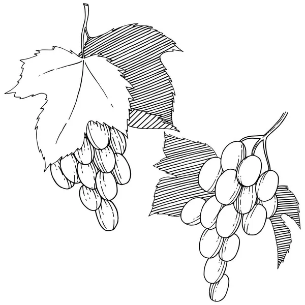 Виноград Здоровую Пищу Акварельном Стиле Изолированы Полное Название Фрукта Виноград — стоковое фото