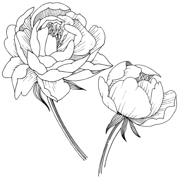 Пионский Цветок Изолированном Стиле Полное Название Растения Пион Цветок Фона — стоковое фото