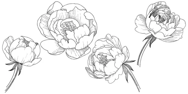 牡丹花以一种风格隔开 植物全名 包装图案 框架或边框的花 — 图库照片
