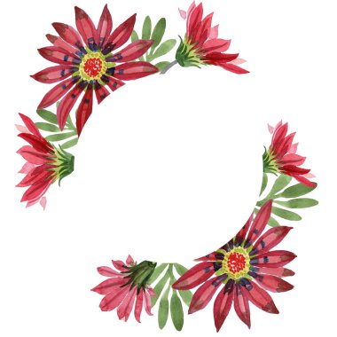Kırmızı gazania çiçek. Botanik çiçek. Çerçeve kenarlığı süsleme Meydanı. Arka plan, doku, sarıcı desen, çerçeve veya kenarlık için Aquarelle kır çiçeği.