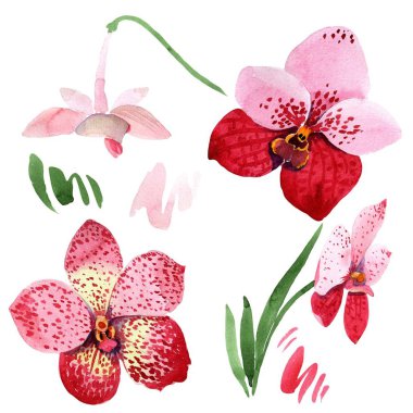 Kırmızı orkide vanda çiçek. Botanik çiçek. İzole illüstrasyon öğesi. Arka plan, doku, sarıcı desen, çerçeve veya kenarlık için Aquarelle kır çiçeği.