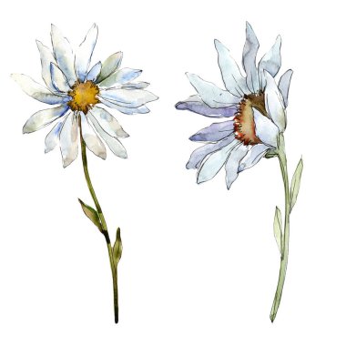 Beyaz papatya çiçek. Botanik çiçek. İzole illüstrasyon öğesi. Arka plan, doku, sarıcı desen, çerçeve veya kenarlık için Aquarelle kır çiçeği.