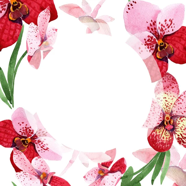 Fiore Vanda Orchidea Rossa Fiore Botanico Floreale Quadrato Ornamento Bordo — Foto Stock