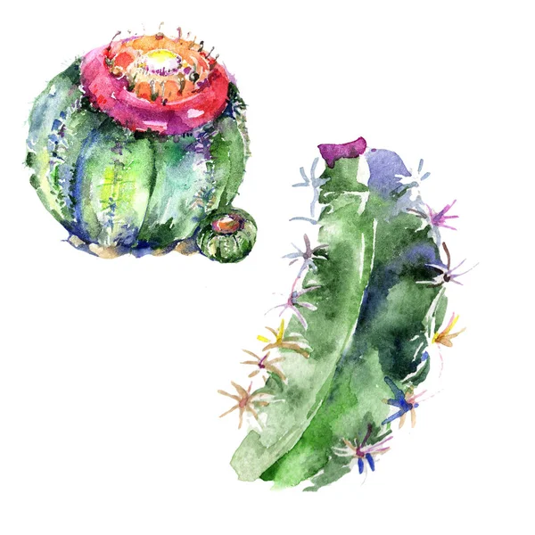 Wildflower green cactus. Isolated illustration element. Aquarelle wildflower for background, texture, wrapper pattern, frame or border.