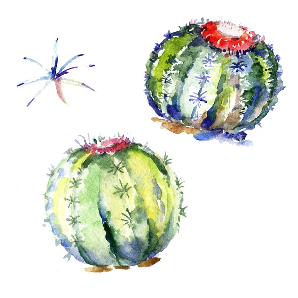 Wildblumengrüner Kaktus Isoliertes Illustrationselement Aquarell Wildblume Für Hintergrund Textur Wickelmuster — Stockfoto