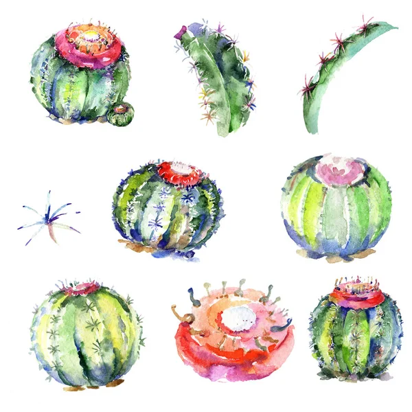 Wildflower green cactus. Isolated illustration element. Aquarelle wildflower for background, texture, wrapper pattern, frame or border.