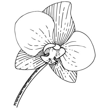 Orkide çiçek izole bir vektör tarzı. Bitki tam adı: orhid. Arka plan, doku, sarıcı desen, çerçeve veya kenarlık için vektör çiçek.