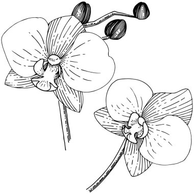 Orkide çiçek izole bir vektör tarzı. Bitki tam adı: orhid. Arka plan, doku, sarıcı desen, çerçeve veya kenarlık için vektör çiçek.