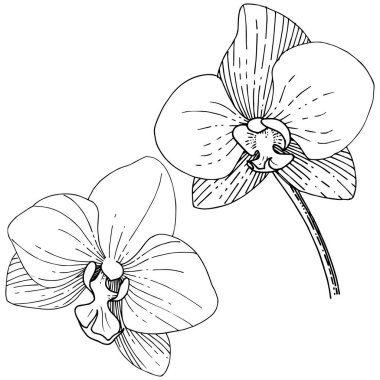 Orkide çiçek izole bir vektör tarzı. Bitki tam adı: orhid. Arka plan, doku, sarıcı desen, çerçeve veya kenarlık için vektör çiçek.