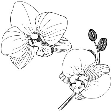 Orkide çiçek izole bir vektör tarzı. Bitki tam adı: orhid. Arka plan, doku, sarıcı desen, çerçeve veya kenarlık için vektör çiçek.