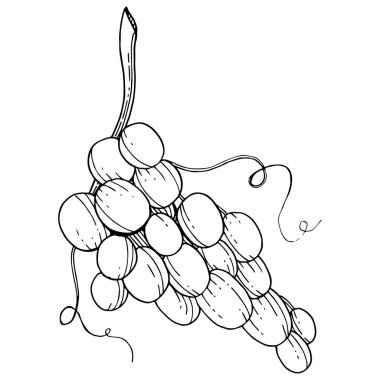 Üzüm sağlıklı gıda izole bir vektör tarzı. Meyve tam adı: üzüm. Vektör arka plan, doku, sarıcı desen veya menü yabani meyve.