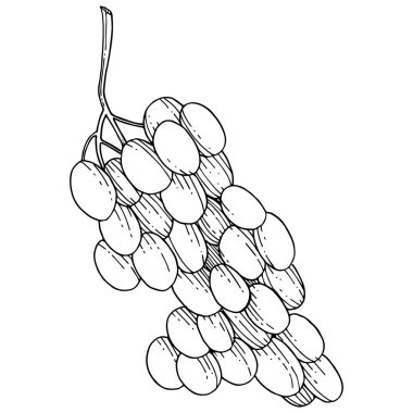 Üzüm sağlıklı gıda izole bir vektör tarzı. Meyve tam adı: üzüm. Vektör arka plan, doku, sarıcı desen veya menü yabani meyve.