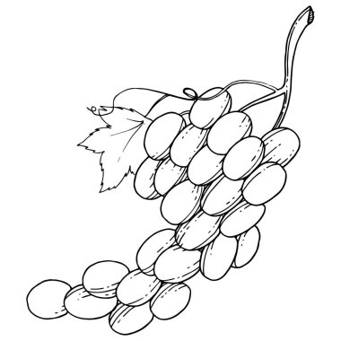 Üzüm sağlıklı gıda izole bir vektör tarzı. Meyve tam adı: üzüm. Vektör arka plan, doku, sarıcı desen veya menü yabani meyve.