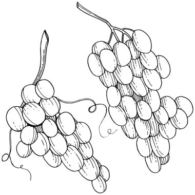 Üzüm sağlıklı gıda izole bir vektör tarzı. Meyve tam adı: üzüm. Vektör arka plan, doku, sarıcı desen veya menü yabani meyve.